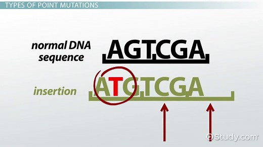 Point Mutations in DNA: Types, Diseases & Examples
