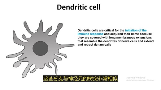 树突状细胞——专业抗原呈递者 | 抗原呈递细胞 | 树突状细胞的作用