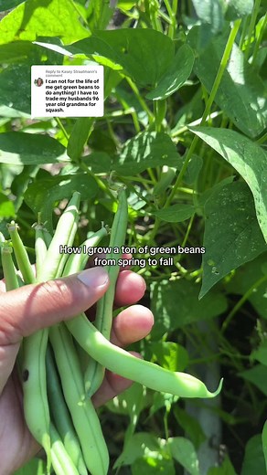 Growing Green Beans from Seed to Harvest: Tips and Tricks