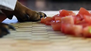 After showing you the hilariously disastrous doggy chef assistant Mari-Chan last week (https://fb.com/869699666408991), we shall now introduce you a truly talented Italian cook. He's made pizza, steak, slow-cooked lamb and bruschetta, and while they may not seem the most impressive of dishes to cook, this particular chef isn't of the human species. These meals form the recipe repertoire of Chef Crusoe, a five-year-old mini black and tan Dachshund. The food-loving dog lives in Ottawa, Canada with