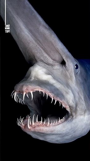 The Most Terrifying Jaw