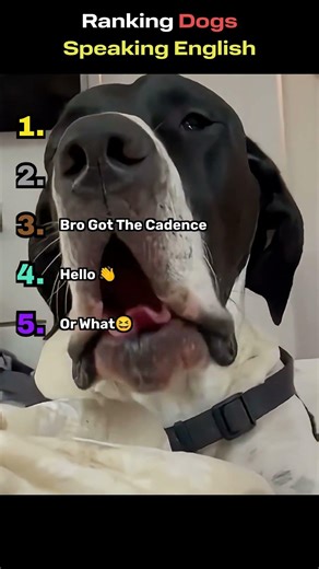 Ranking Dogs Speaking English #funny #viralclips