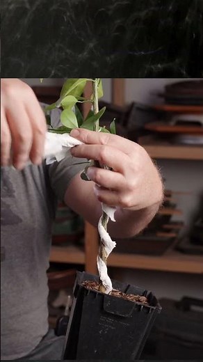 Bonsaify | Make a Citrus Bonsai! #bonsai #bonsaistyling #citrus