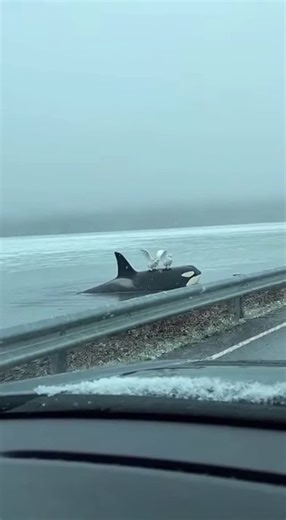 Promptopia AI on Instagram: "A dashcam captures the impossible moment when three snowy owls descend from a foggy Arctic sky and perch on a massive orca's back as it surfaces beside a coastal road. The whale shifts, the owls launch, and the orca glides back under the icy water."