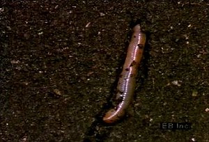 Earthworm burrowing purpose and habits | Britannica
