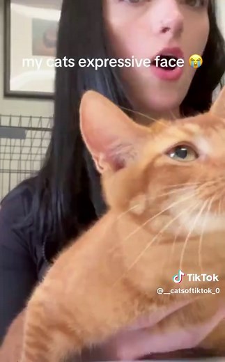 Understanding Your Cat's Expressions