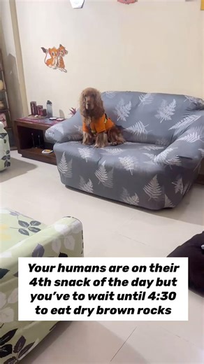 Starving artist (dog edition) #oakley #funnydog #spaniellove #golden