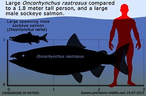 Oncorhynchus rastrosus - Alchetron, The Free Social Encyclopedia