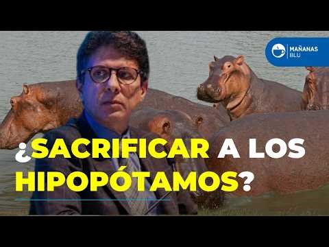 Why did the hippopotamus control fail? Carlos Costa reveals the truth behind the Ministry of Envi...