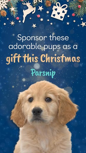 49K views · 15 reactions | From only £1 a week, gift a puppy...