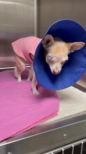 Bless her heart, Minnow is already standing up after surgery. Even though she has to be so uncomfortable from 4 surgical sites, our brave girl wagged her tail. Thank you so much to Dr. Von Waldau at Shelter Veterinary Solutions for giving Minnow a fighting chance at a happily ever after. Minnow isn't out of the woods yet but at least everything is working in her favor. Dr. Von Waldau even took her home tonight to make sure that she was comfortable and could continue to receive intravenous medica