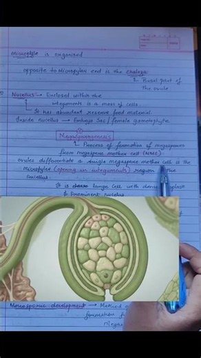 What is Megasporogenesis / Sexual Reproduction in Flowering Plants class 12 biology notes