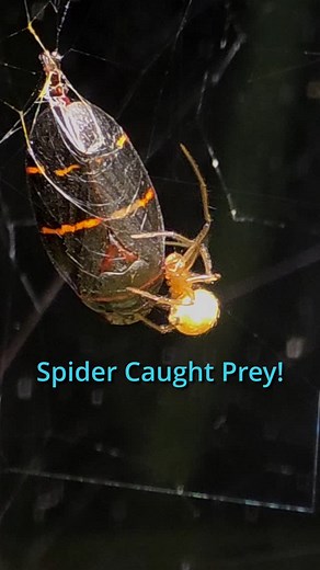 2nd Gen red house spider in miniBIOTA catching prey. It's just as viscous as the Black Widow here! | MiniBiota