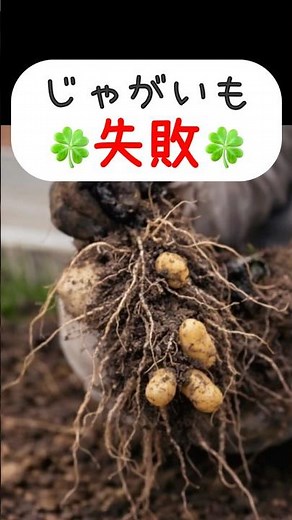 ㊗️1万再生じゃがいも失敗しました😞かきがら石灰水をやりすぎるとこうなります😢