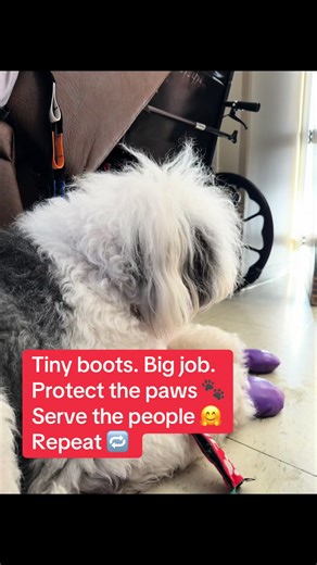 Booties on, mission ready. Keeping Baxter’s paws safe from winter salt so he can keep doing his important work. 💙 #dogmom #therapydog #oldenglishsheepdog #dogtok #dogpack
