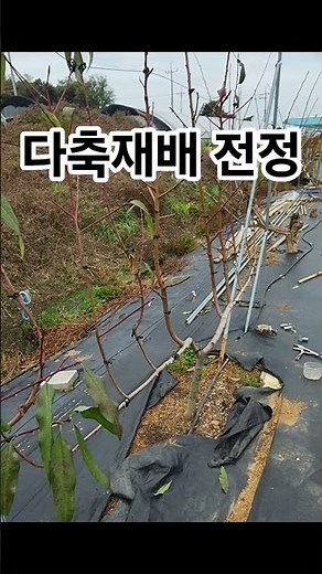 복숭아나무 다축재배 전정 #복숭아나무 #가을전정#가지치기#겨울준비