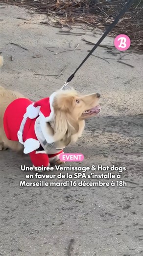 Le Bonbon Marseille on Instagram: "🚨 Alerte événement trop mignon 🐶 Ce mardi 16 décembre, La Mercerie accueille @elodie.lascar pour le vernissage de sa série « Portraits de chiens » 🐕, une exposition sensible et pleine de tendresse autour des chiens croisés sur le Cours Saint-Louis 🐾 🙏 À cette occasion, une collecte de dons au profit de la SPA Salon-de-Provence est organisée sous l’impulsion du DJ marseillais Trackworks 🫶 Au programme : 🌭 Vente de hot-dogs, avec 100 % des recettes reversé