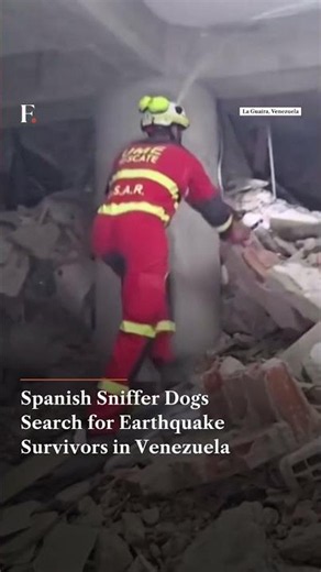 Spanish Sniffer Dogs Search for Earthquake Survivors in Venezuela