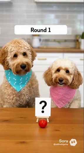 Golden doodle and cockapoo try the guess the item challenge #goldendoodle #cockapoo