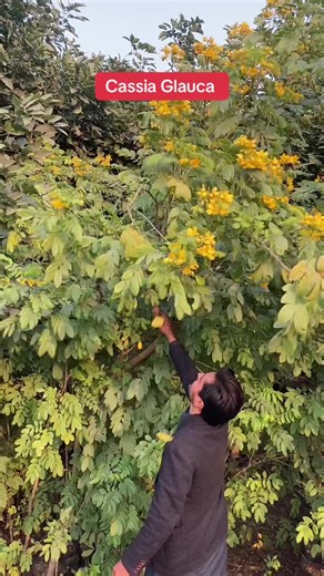 Cassia Glauca or Yellow Flowers Tree#unfreezemyacount #fypシ #plantsoftiktok #GreenDecore #viral_video_tiktok