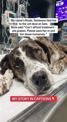 Read description! #petcareprovider #rescue #dogs #mypet #usa