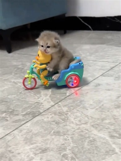 Cute Kittens Compilation — Adorable Kitten Moments