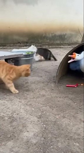 Hilarious Cat & Duck Moments | Cutest Animal Friendship Ever! 😹🦆