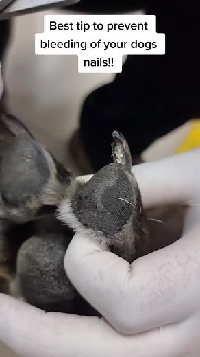 Amir Anwary on TikTok