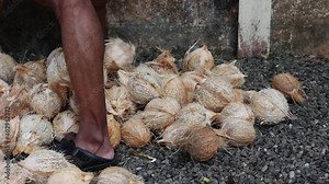 Many fresh raw organic coconut , farmer counting heap of many coconuts 4K slow motion video , footage coconut plantation. A lot of fresh tasty coco Kerala India dried in sun make oil from copra.