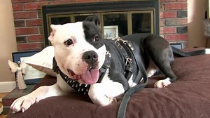 Dogs 101 S03:E01 - Irish Wolfhound and More