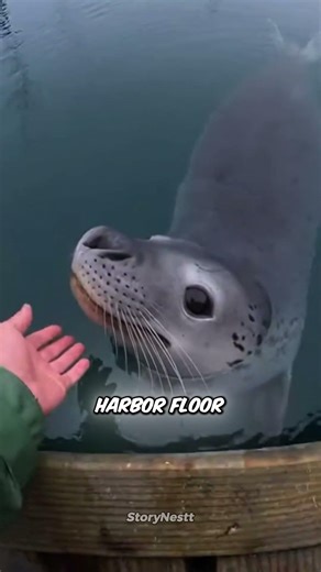 A “Sea Monster” Saved My Life 🦭⚓