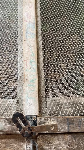 Tips for Starting a Successful Snail Farming Business