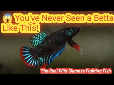 Wild Siamese Fighting Fish 🇰🇭 | Betta Splendens in Its Natural Habitat