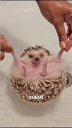 Secrets About Hedgehog 🤯