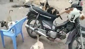 5K views · 268 reactions | VIETNAM: RESCUED DOGS AND CATS ARRIVE AT...