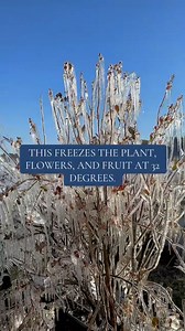 We’ve gotten a lot of questions about why we run our sprinklers when it’s freezing and it’s all about protecting our crops. When temperatures drop to freezing, we turn on overhead irrigation. As the water freezes, it coats the plants, flowers, and fruit at 32 degrees. That freezing process actually creates heat, helping protect the crop until temperatures begin to rise again. It may look strange, but this “ice blanket” plays a huge role in keeping our plants and our season alive. 🌾🍓🫐 | Amber