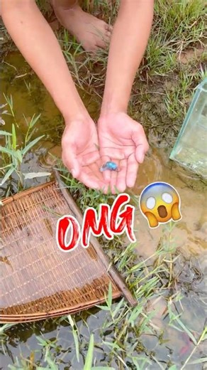 Giant wild betta fish catching at the rice field#bettafishtank #betta