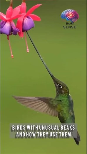 Birds with the Most Unusual Beaks 🐦 | Toucan to Flamingo | Nature Facts