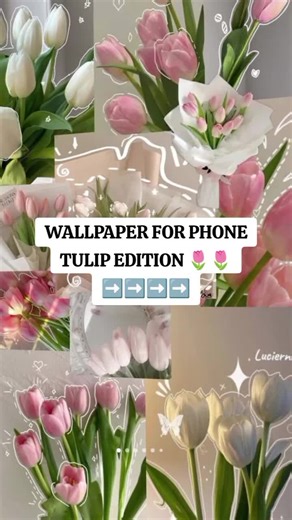 Wallpaper Estetik Tulip untuk Layar HP