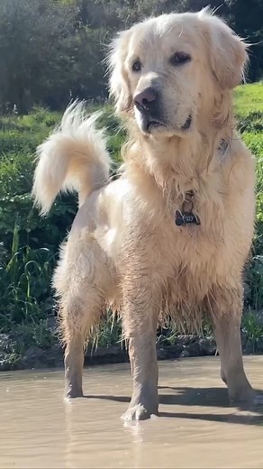 2.6K views · 30 reactions | Golden retriever playing in mad 﫠 | Happy Life With Golden | Facebook
