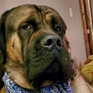 56K views · 10K reactions | Hey everybody. The scammers and fools...