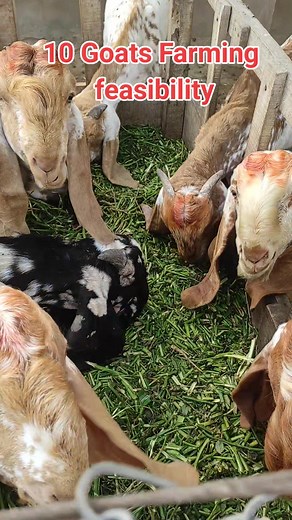 Goat Farming Investment Feasibility Report