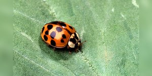 Swarms of Asian lady beetles hit our region