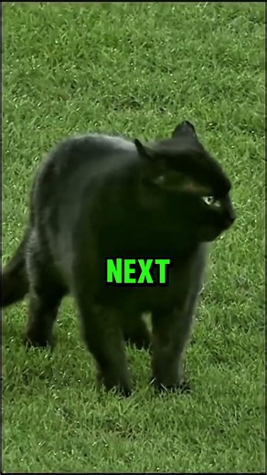 Ronaldo Turned a Cat Into a Football Pro 😹⚽