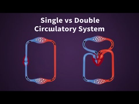 Animal Circulatory Systems — Single vs. Double Circulatory