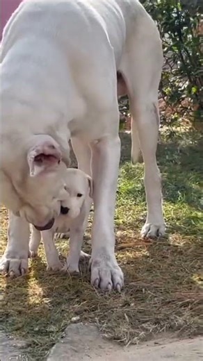 DOGO HUNTING PUPPIES FOR SALE 9398360182