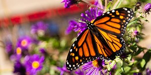 Pollinator-friendly plants boosting monarch sightings