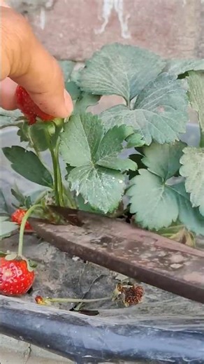 strawberry Harvesting in my garden #strawberry #harvest