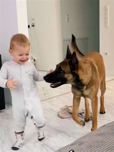 3 Raisons de Ne Pas Adopter un Malinois