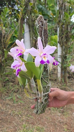 Cattleya violacea var. coerulea 'KS1' x 'KS2' Here you go!!! It is a specific cross of two select "blue" form strains of the Cattleya violacea species. This crossing is likely intended to produce high-quality offspring with strong, desirable "blue" (lavender) coloration and robust growth characteristics. It is a rare orchid variety known for its light blue-lavender flowers, which are prized for their beauty and fragrance. #cattleya #anggrek #coerulea #orchids #orchidee #orquideas #flowers #garde